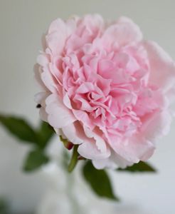 Hovedbilde  Artificial Peony Light Rose