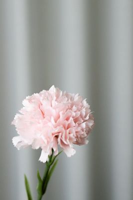 Artificial Carnation - Pink Bloom